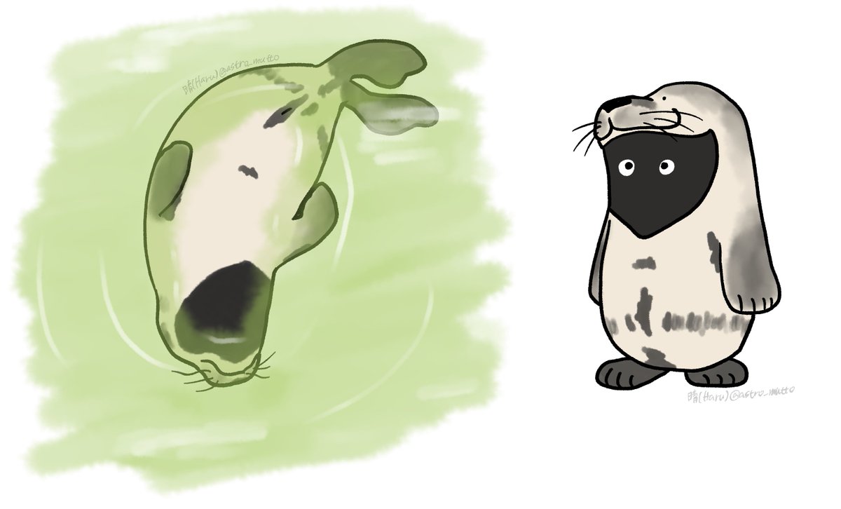 12/3の様子。 Briqueのお腹の模様

Dec 3. This is How Brique’s Unique Markings Looked

Seals live | Phase 2(フェーズ2配信)↓
youtube.com/live/Ej-0gNdii…

#アザラシ幼稚園 #zeehondencentrum #Werelderfgoedcentrum #WECWaddenzee