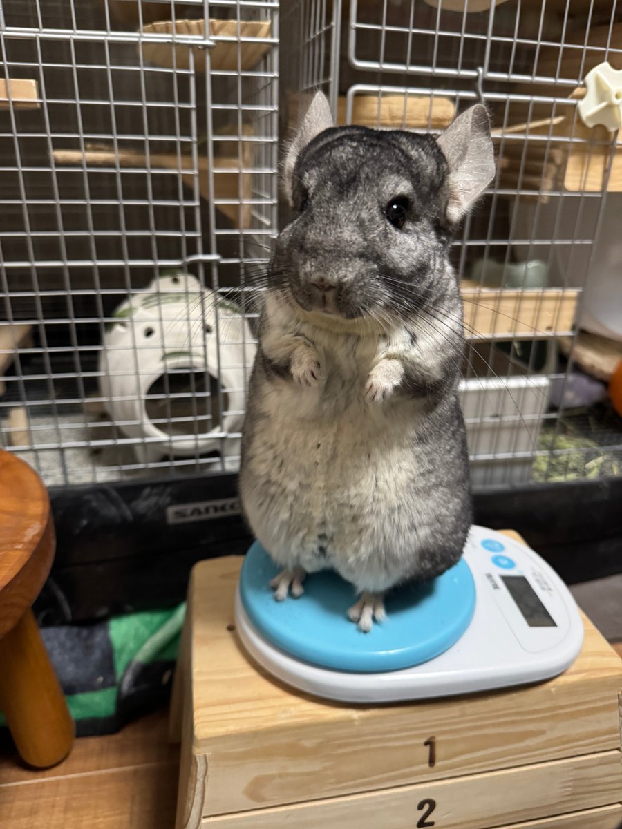 かわいい 📷2024.12.19 #ノエル日和