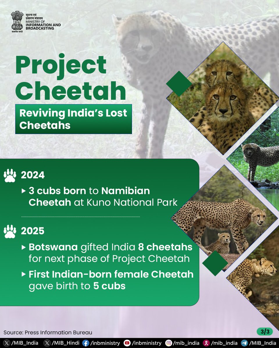 MIB_India's tweet image. From extinction to a new chapter of revival—Cheetahs are sprinting back into India&apos;s wild landscapes. 

#InternationalCheetahDay #ProjectCheetah