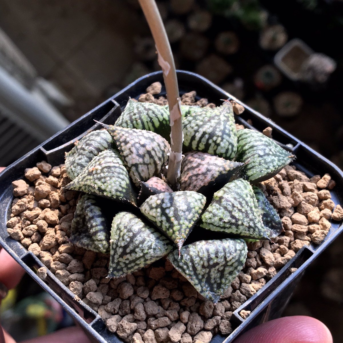 ハオルチア　連絡用 ハオルチア 連絡用 ハオルチア 連絡用