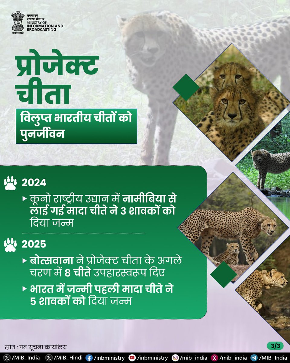 MIB_Hindi's tweet image. विलुप्ति से पुनर्जीवन के एक नये अध्याय तक—चीतों की वापसी से भारत के वन प्रदेश फिर हो रहे हैं जीवंत।

#InternationalCheetahDay #ProjectCheetah