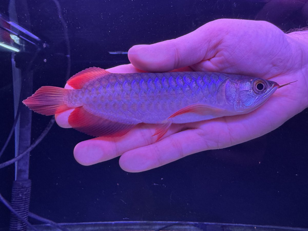 ラフレシア【個体紹介専用】フォロバ95% (@Rafflesia_jp2) / Posts / X