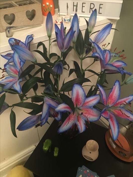 Lilies