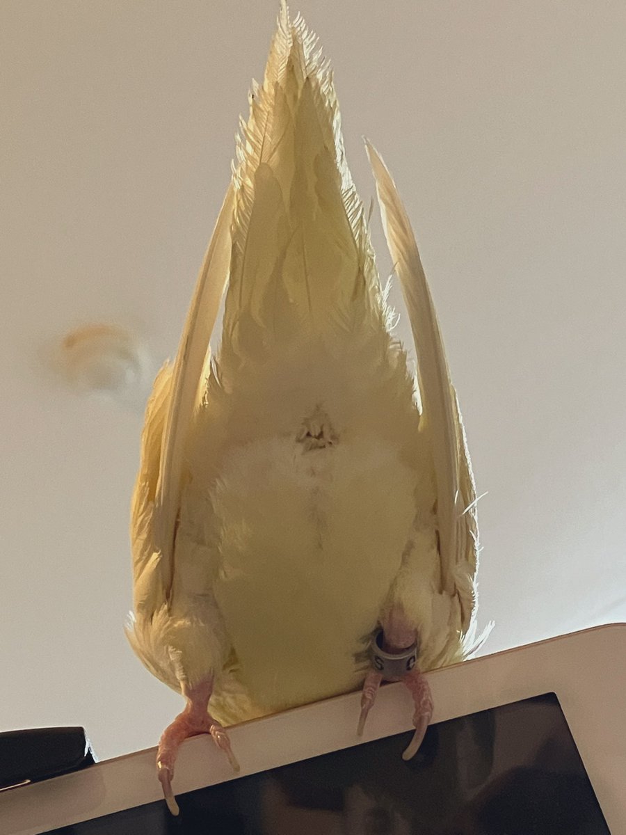 はんぺん (@hangpeng777) / Posts / X