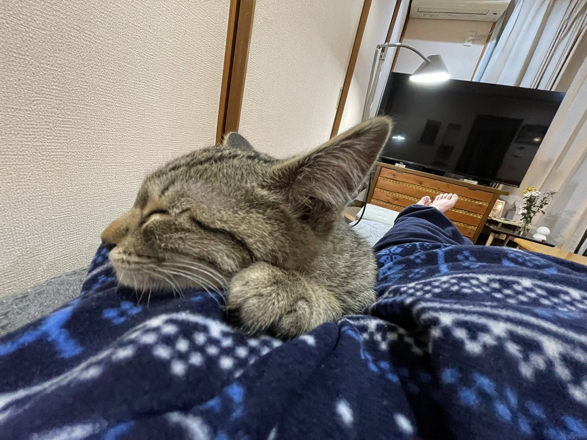 tetsu0007's tweet photo. 動けません😹 https://t.co/vKKle6FGgc
