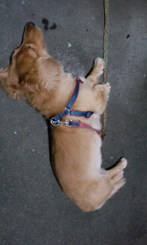 りんパパ2022NUEVO (@2022NUEVO1) / Posts / X