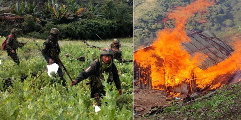 Assam Rifles, CRPF &amp; Manipur Police destroy 18 acres of poppy fields in Kangpokpi; opium worth crores prevented.
Read More-  northeastindia24.com/?p=39190 

#AssamRifles #Manipur #CRPF #AntiDrugOperation #Kangpokpi #PoppyDestruction #NarcoticsControl #OpiumTrade #LawEnforcement