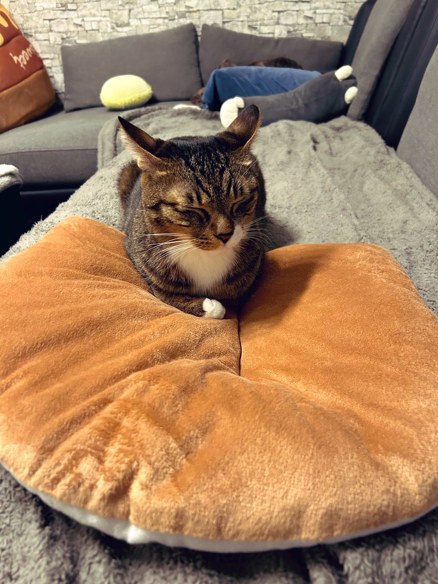 😼マロン＆😽メイ (@maron2021_06_03) / Posts / X