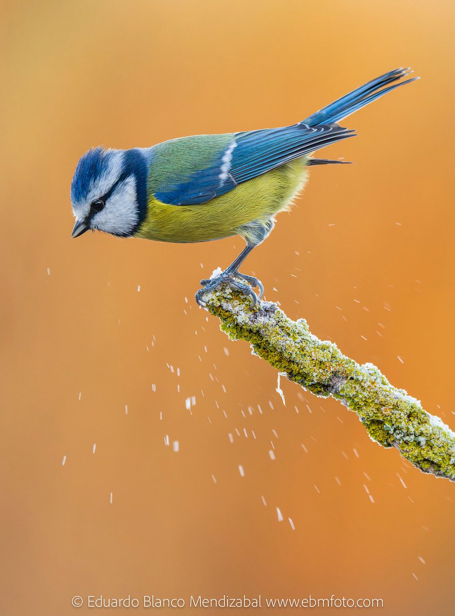 Una mañana de escarcha y un herrerillo en #1kmdebiodiversidad