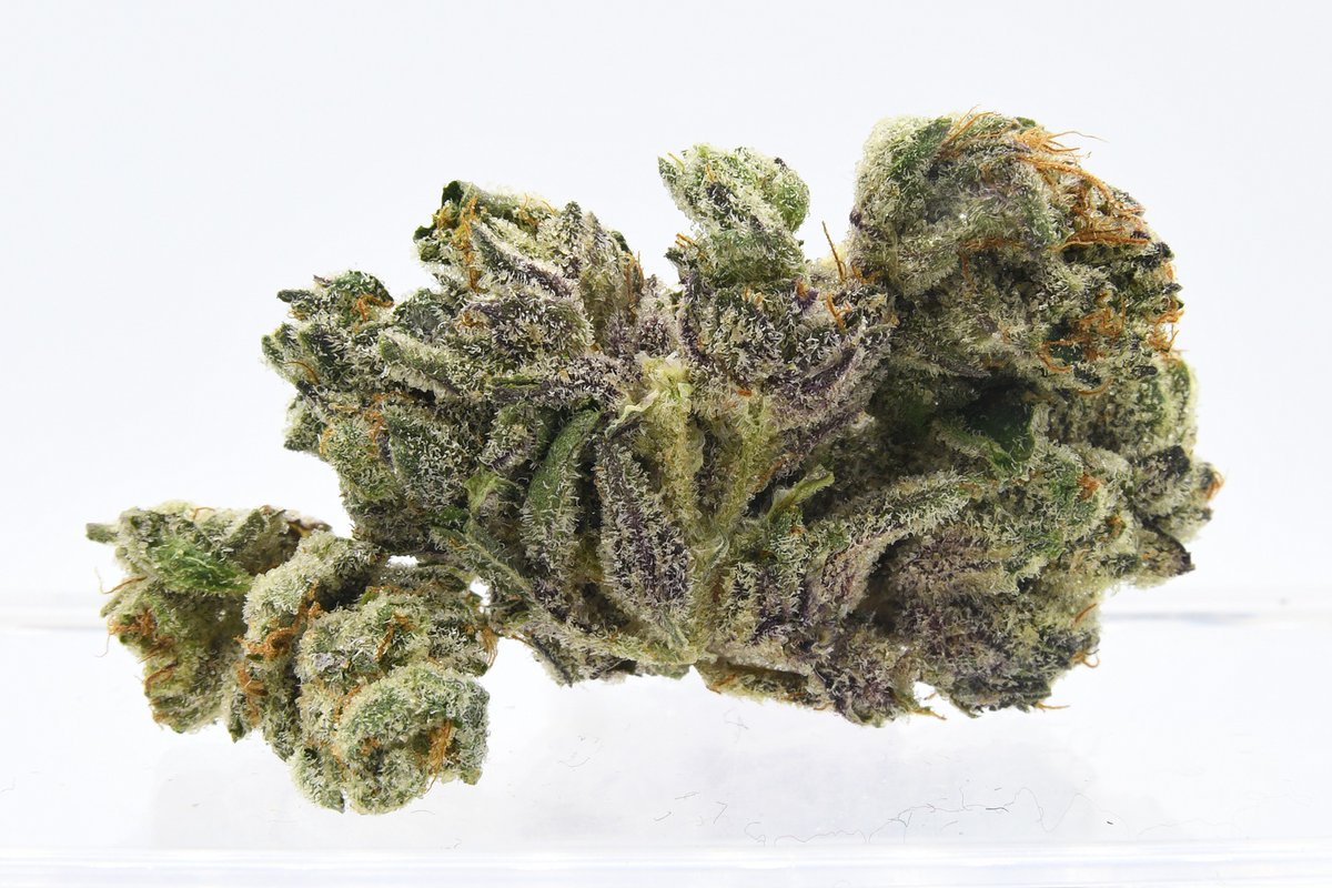 Vanilla Noir from Holigram, one of the 10 licensed producers taking part in the Dutch cannabis experiment. Holigram is the only licensed producer using transparent baggies. 📷©Derrick Bergman #wietproef #Holigram