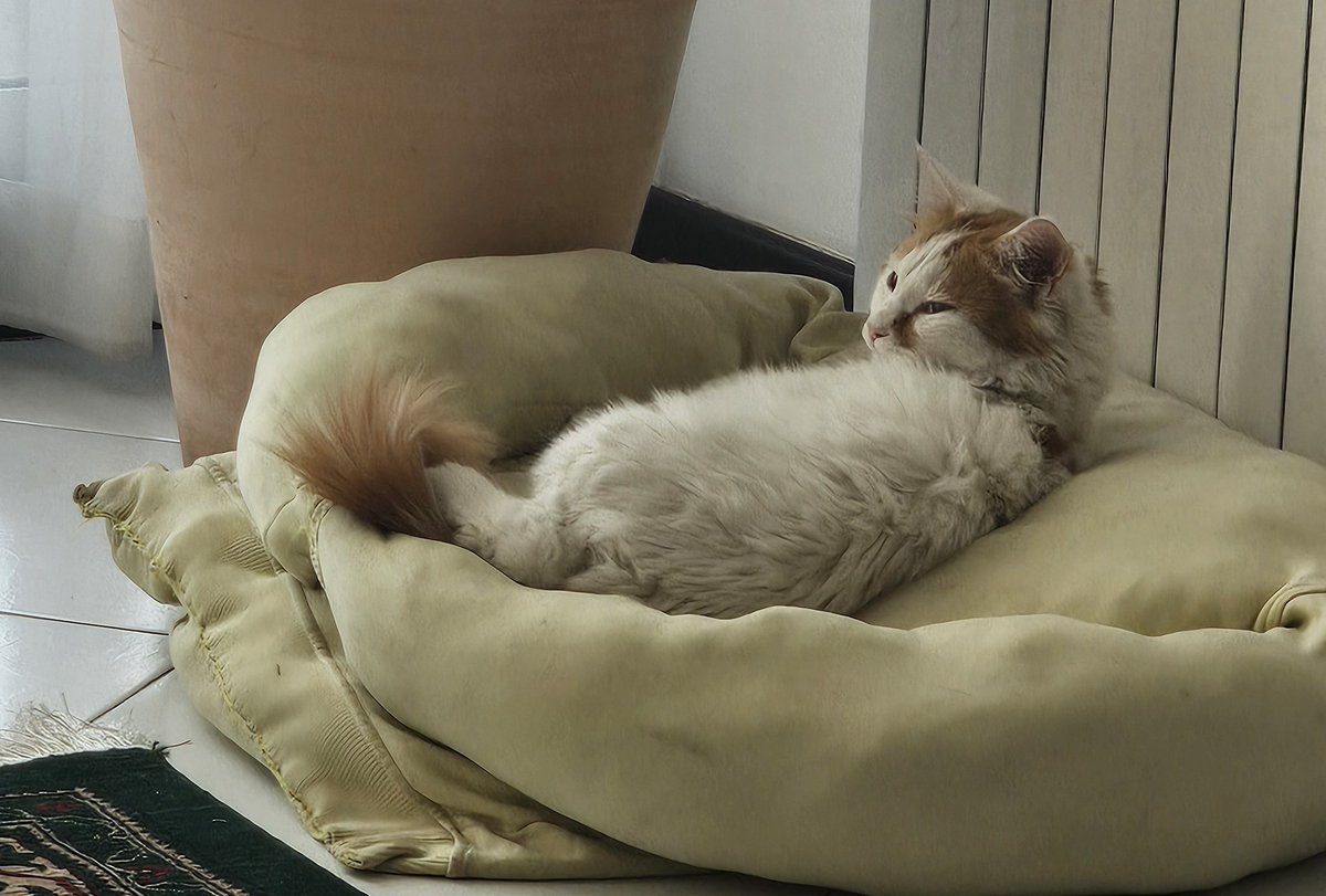 کسی خوشبختی نخواست؟