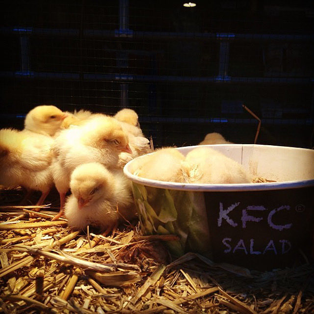 MVBaks's tweet image. A small golden oldie from my archive.
Walking through a shopping street, a pet store window stopped me in my tracks.
A cluster of newborn chicks…
and next to them, a KFC salad bowl — innocence and irony in one frame.

Still one of my favourite moments I’ve ever captured.