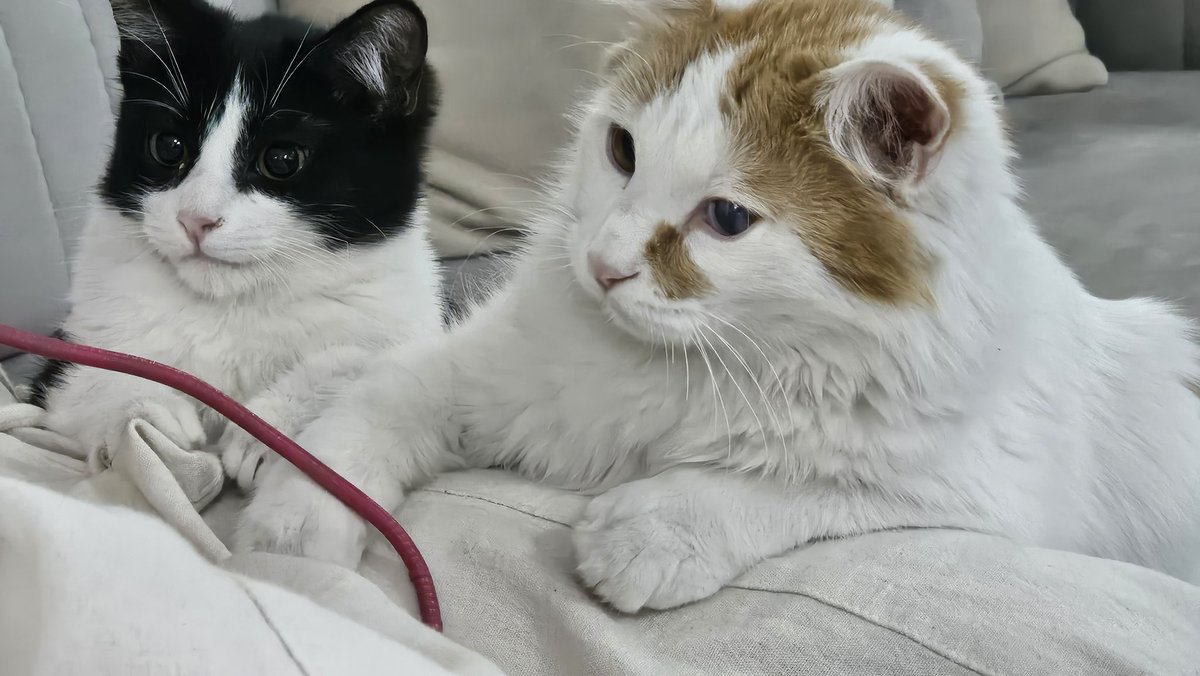 ما همچنان برای این ۲ تا ملوش خوشمزه دنبال سرپرستیم.