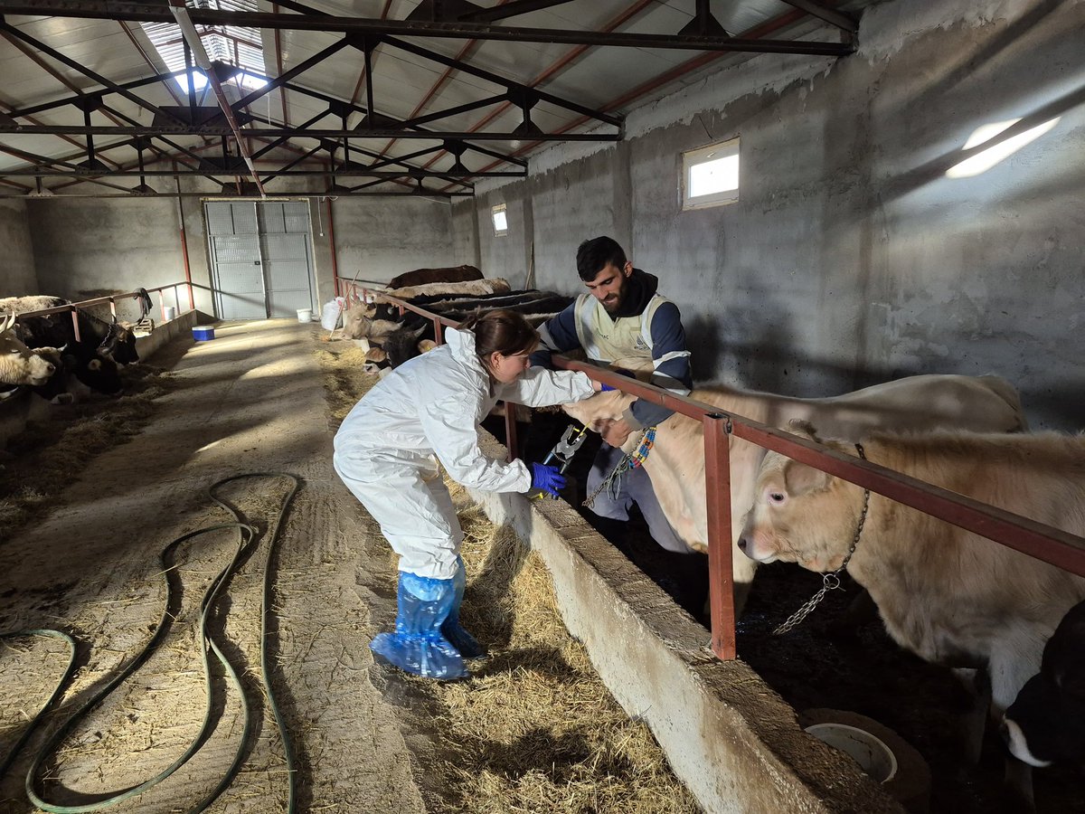 📍Doğanşar

“İlimiz Merkez ve İlçelerinde Şap Hastalığına Karşı Etkin Mücadelemiz Devam Ediyor” 💉

Büyükbaş hayvanlarda bağışıklığın güçlendirilmesi ve devamının sağlanması açısından “Rapel Aşılama” ve kimliklendirme uygulamalarımız devam etmektedir. 🐄🐈🦮
<a href="/TCTarim/">T.C. Tarım ve Orman Bakanlığı</a>
<a href="/TR_HAYGEM/">Hayvancılık Genel Müdürlüğü</a>