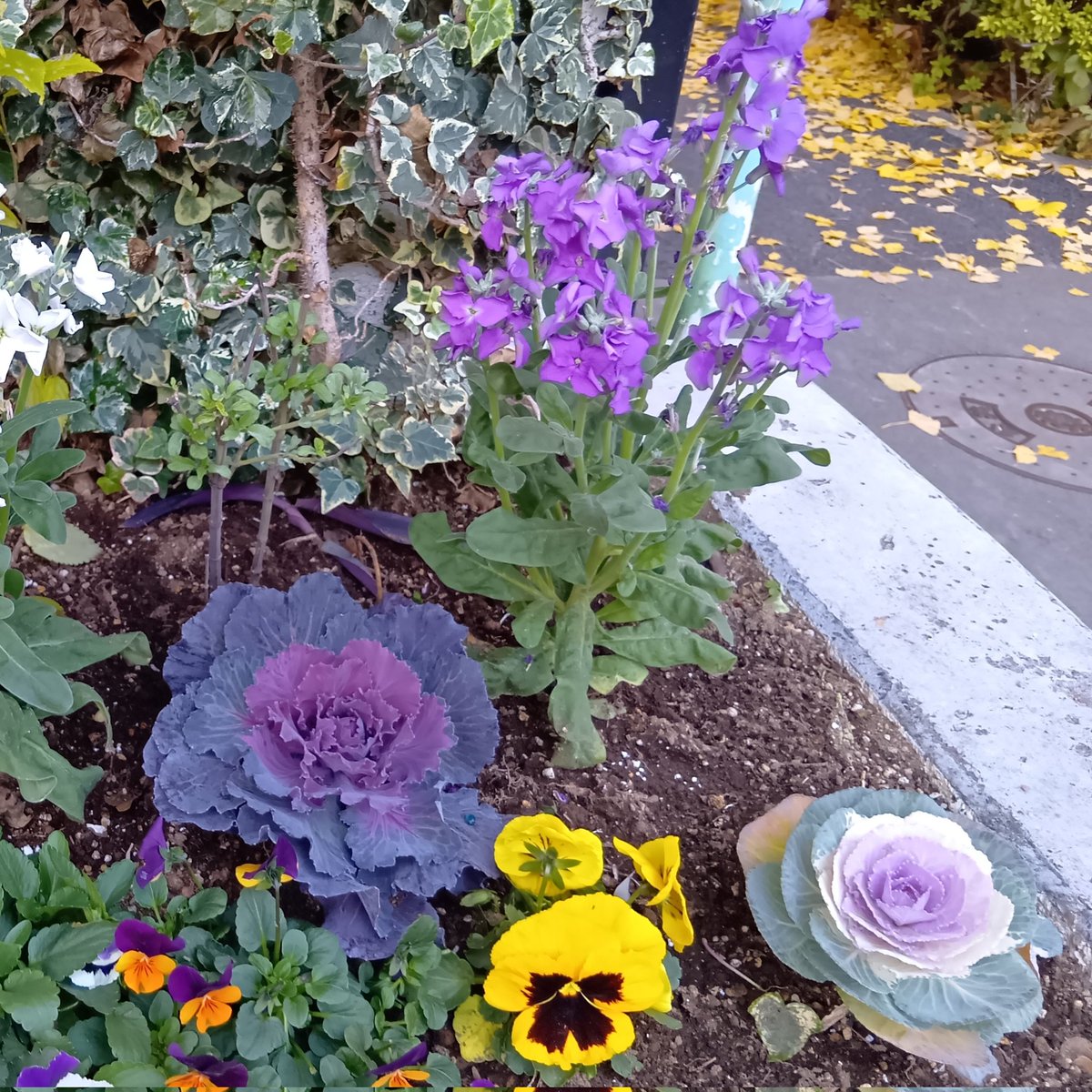 あー写真忘れてたぁ…orz #TLを花でいっぱいにしよう