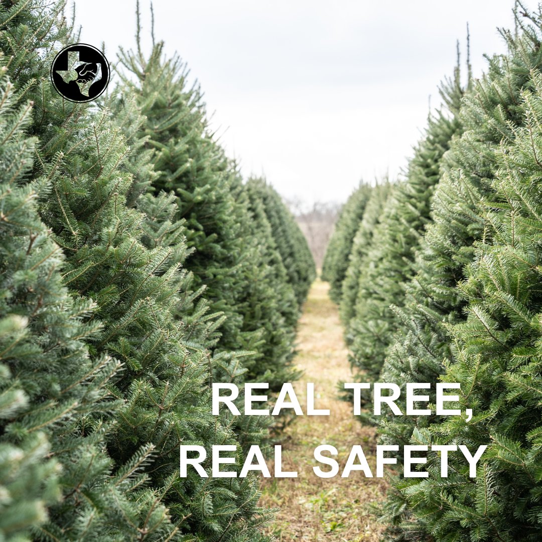 GermaniaIns1896's tweet image. Love the scent of a fresh-cut Christmas tree? 🌲 Keep it safe with these tips:

💧 Water daily
🔥 Keep away from heat
💡 Turn off lights at night
🧯 Dispose when dry

Celebrate safely this season! 

#GermaniaInsurance #ChristmasTreeSafety