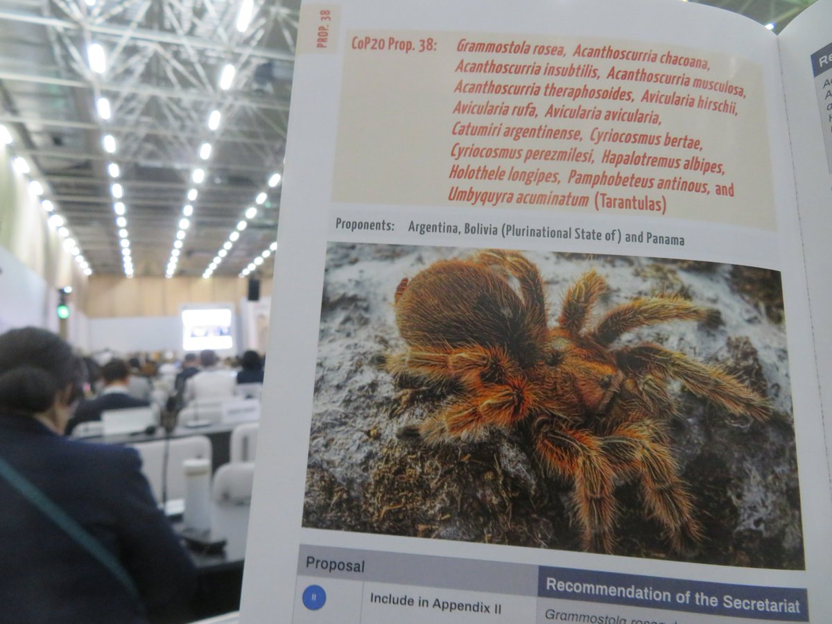 さっちゃん🐛🦂🕷 (@BugsLife3939) / Posts / X