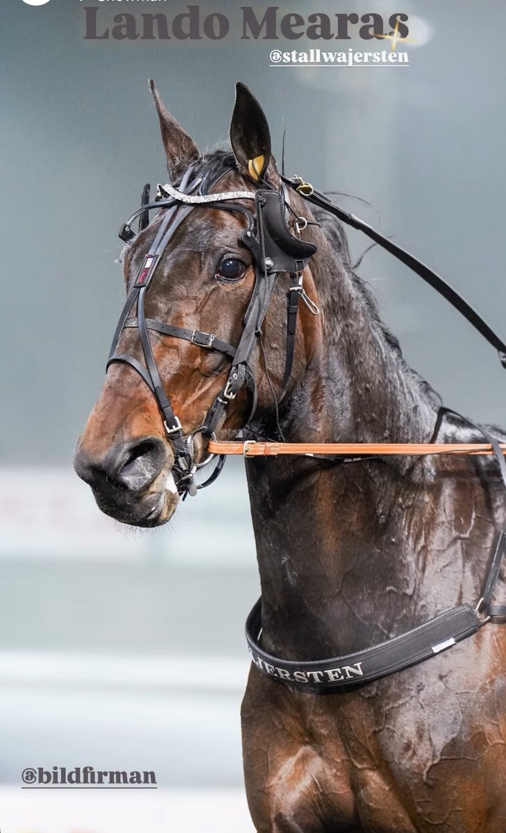 Bergsåker 3 december vinnare lopp 5, Lando Mearas! 

Segertid: 13,4a 2140m
Ägare: Kjell Johansson
Skötare: Marja Ahonen

Den fina bilden är tagen av Bildfirman, kontakta Petter om ni vill köpa bilder när eran häst segrat på Bergsåker 📸