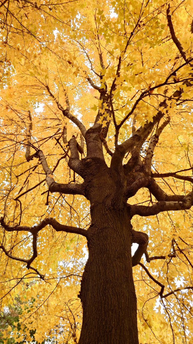 kimiuroko's tweet image. フウの木

#紅葉　#樹木　#楓　#公園　#カメラ
#写真　#風景