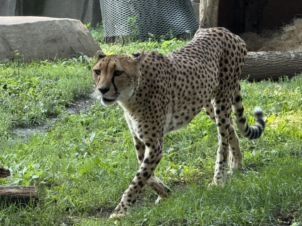 StatManDan's tweet image. Today is #InternationalCheetahDay! Here is one of the cheetahs from @MilwaukeeCoZoo.