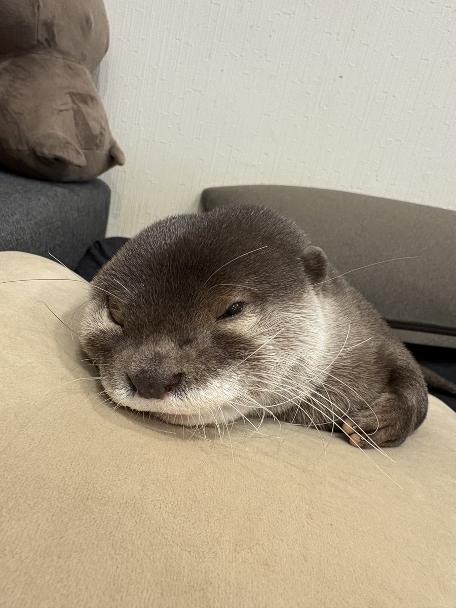カワウソのウーちゃん (@Otter_Uchan) / Posts / X