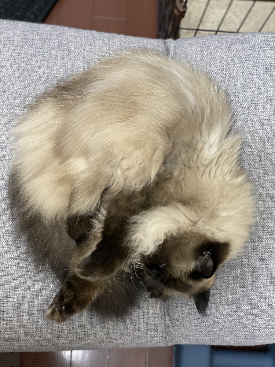 むぎ (@Mugi_is_No1) / Posts / X