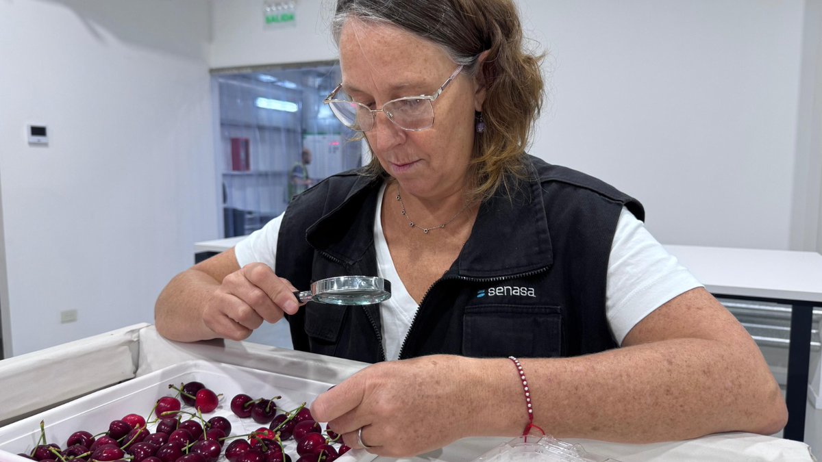 En el aeropuerto internacional de Ezeiza realizamos la inspección entomológica para la exportación de #cerezas frescas rumbo a Estados Unidos. Los controles se realizan junto al USDA-APHIS, en el marco del programa de preembarque de este producto.