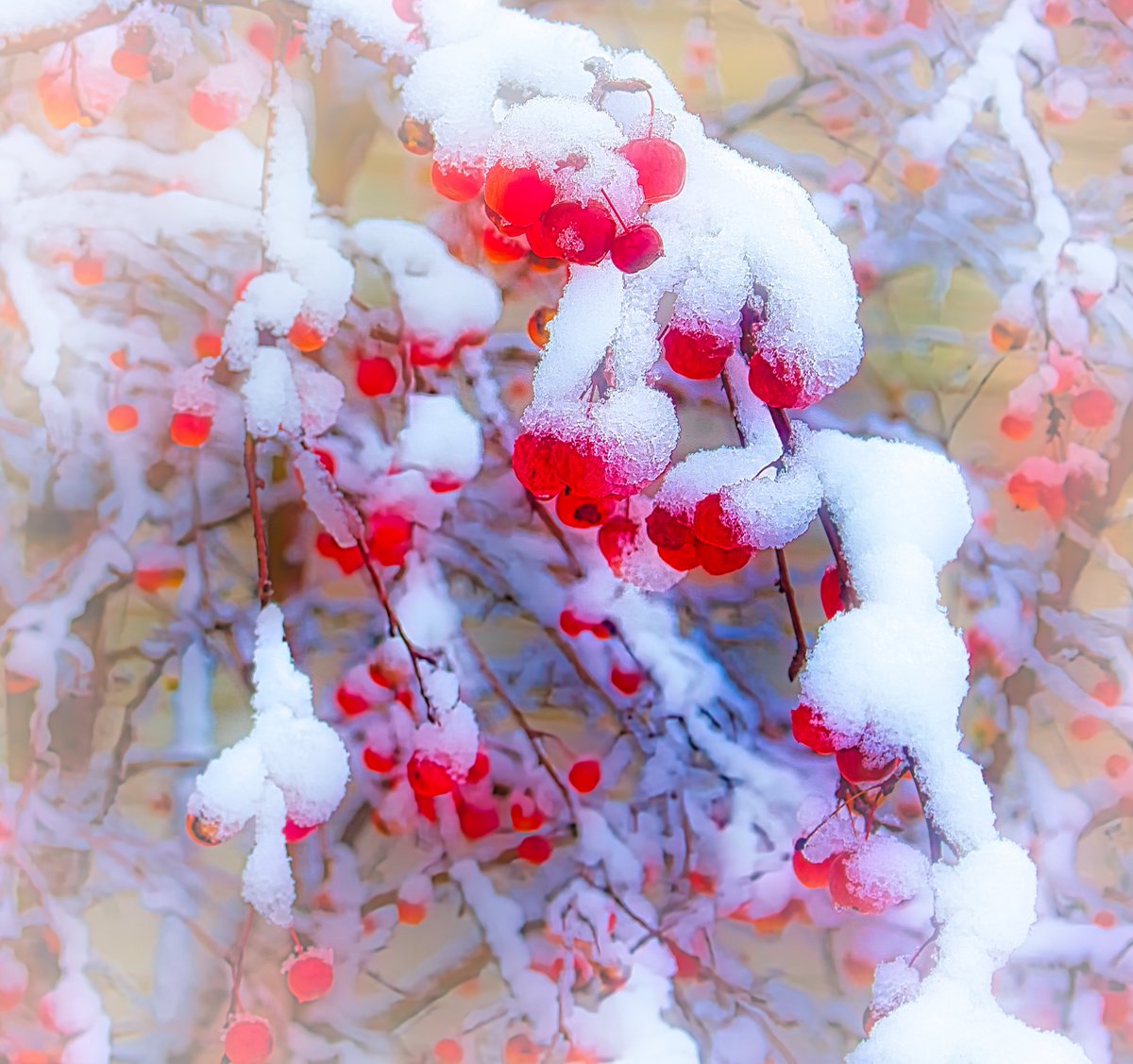 Z6Focus's tweet image. #Foto_Adventskalender #Dag4 het thema #Winterbloei een initiatief van @josephiensierag picfee.com/nl/fotograaf/Z…