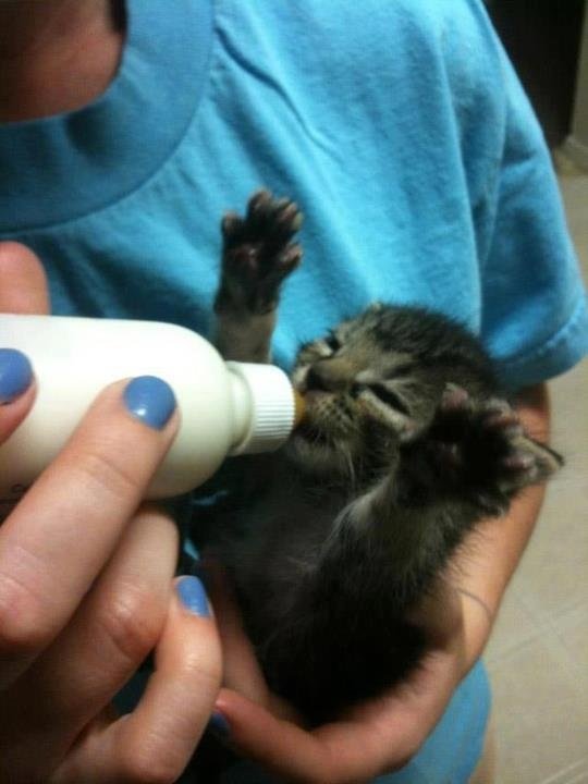 postsofkittens's tweet photo. https://t.co/9NcC4uPnQ5