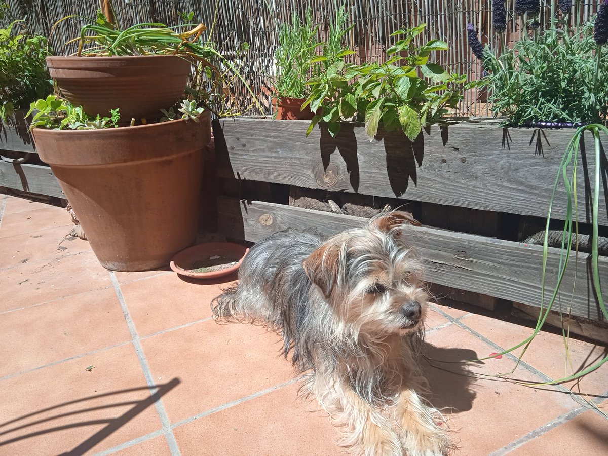 Twitter, sigues haciendo tu magia? Esta mañana se ha escapado mi perrita en la calle Divino Vallés, distrito de Arganzuela, Madrid. Es una yorkshire mestiza, asustadiza y se llama Samba. Por favor, se agradece difusión y cualquier info que ayude a encontrarla.