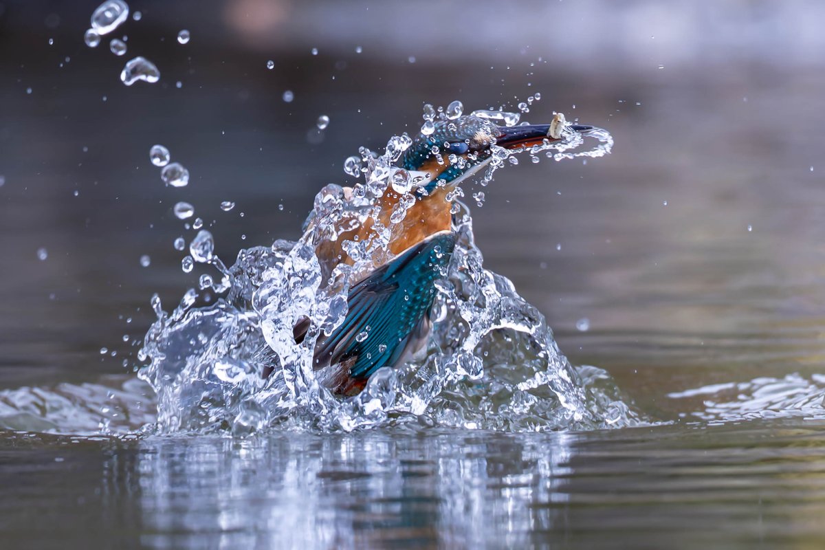 絡みつく水飛沫👍✨🎵
#カワセミ