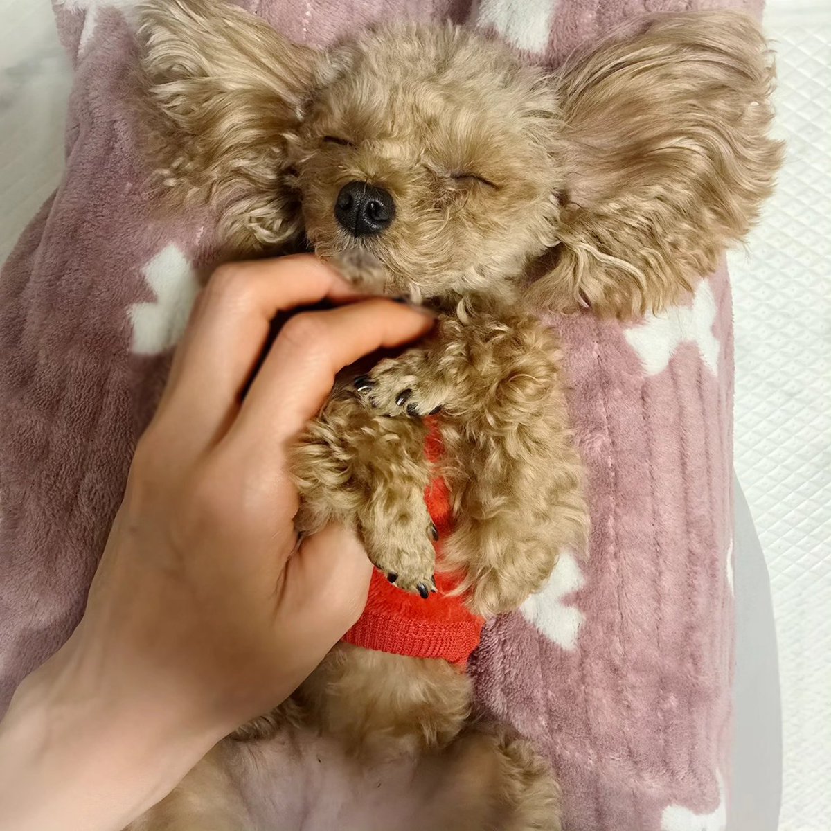 まりもページ Tynemouth Minstrel ZX80 Clone Kit – pagetable.com