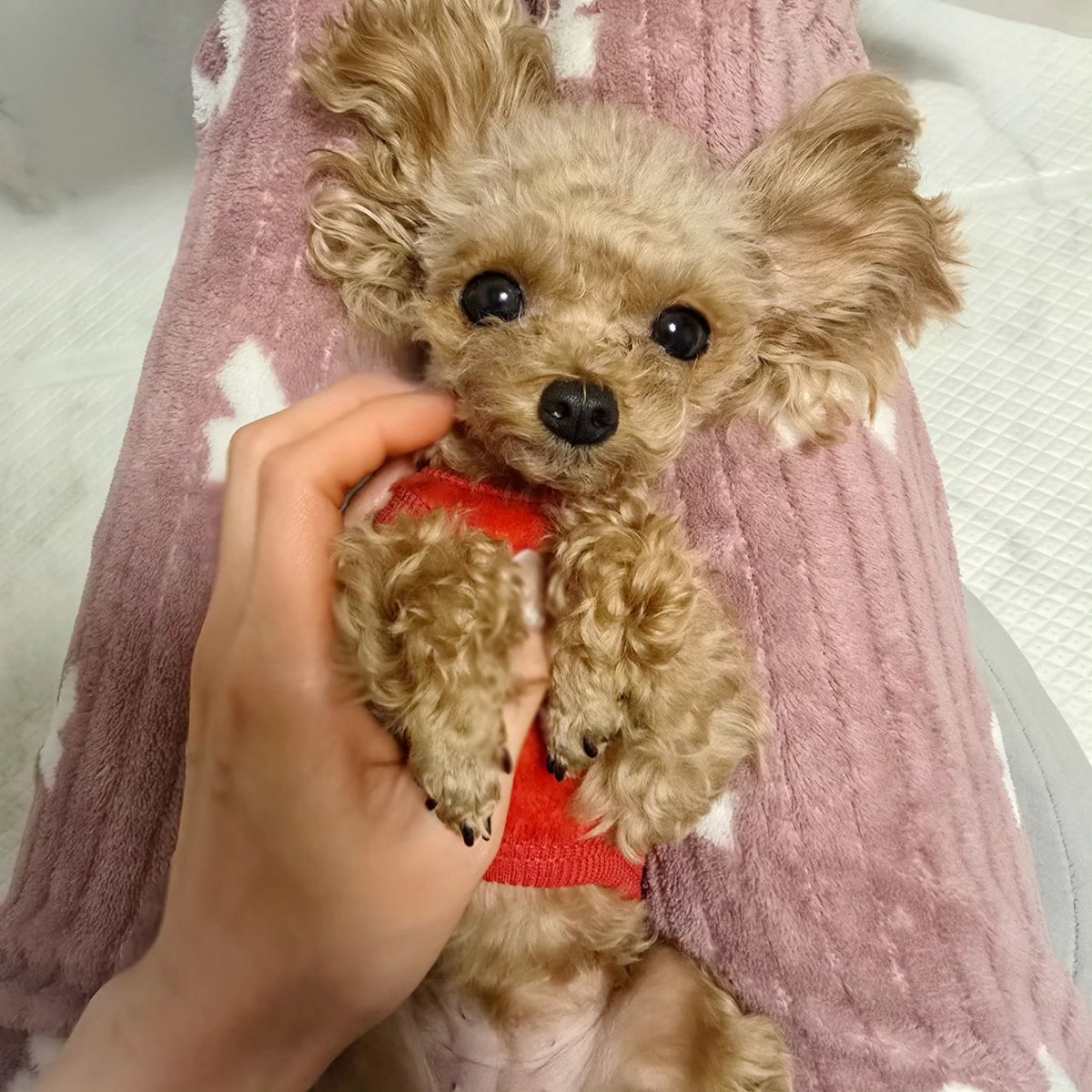 まりもページ まりも