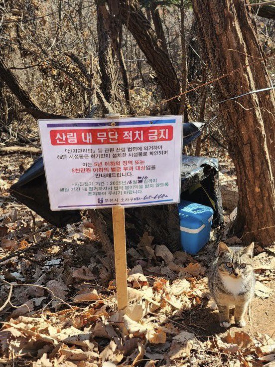 yaongimya's tweet image. 부천에 사시는 지인이 등산길에 우연히 만난 새끼 고양이들의 밥을 석달째 챙기고 계십니다. 어린 것들이 보낼 첫겨울이 걱정돼 겨울집을 마련해 주었는데, 부천시가 ‘자진 철거하라’는 안내판을 세웠다고 해요. 

부천시는 ‘동물자원팀’도 있는데, 과연 이게 최선의 조처일까요?