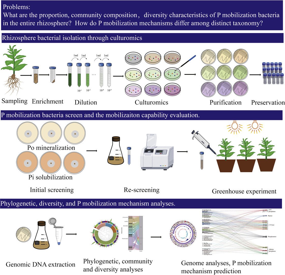 MicrobesInfect's tweet image. Phosphate-mobilizing bacterial community structure and mobilization mechanisms in tobacco #rhizosphere

sciencedirect.com/science/articl… #OpenAccess
