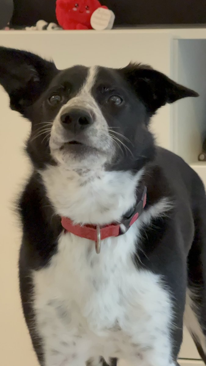 MathewWebber's tweet image. 