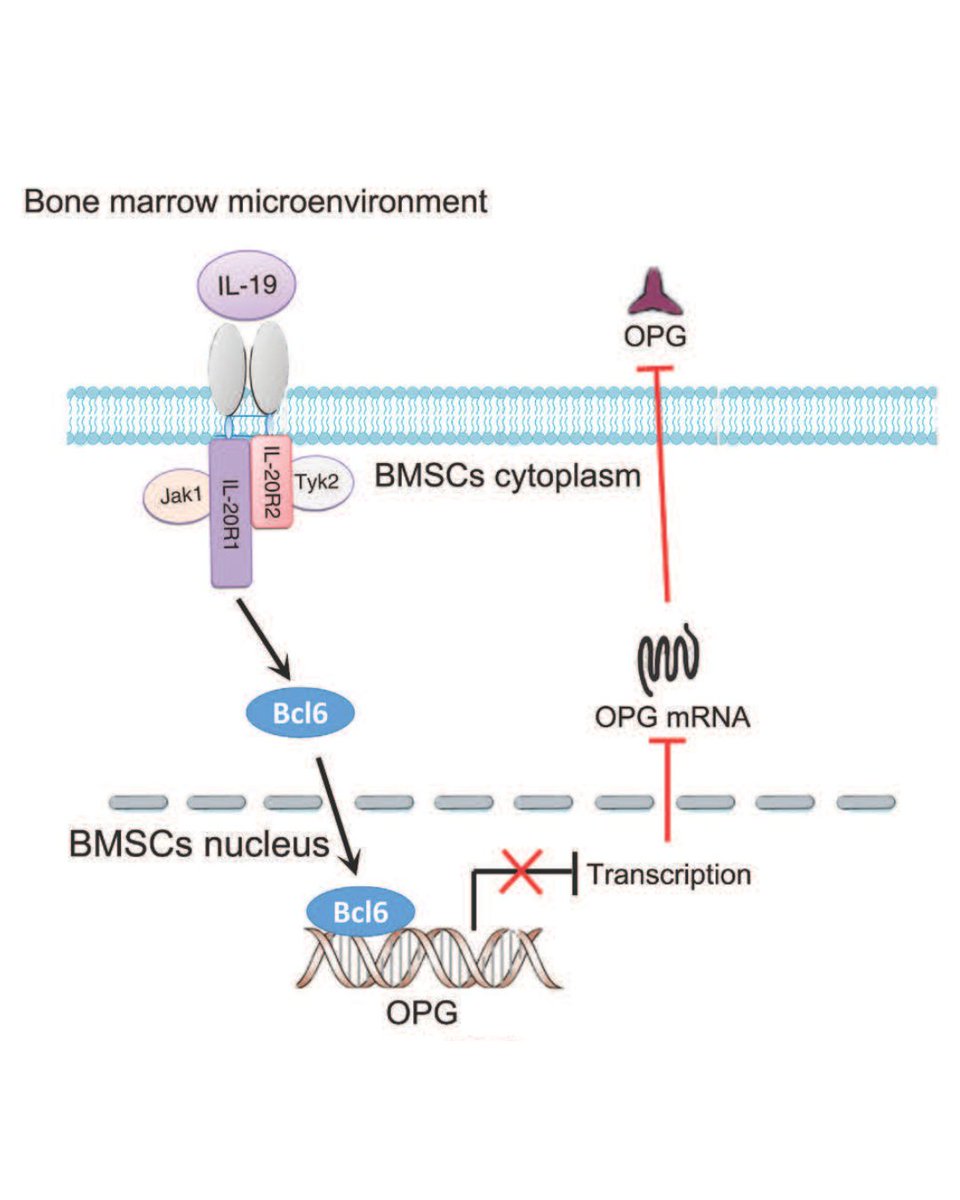 BoneJointRes's tweet image. In this study, we investigated the effects of Interleukin-19 on the skeletal system in a mouse model of lipopolysaccharide-induced bone loss, to reveal its potential benefits and side effects for future clinical applications.

#Biology #OpenAccess #BJR

ow.ly/k44j50XAj7E