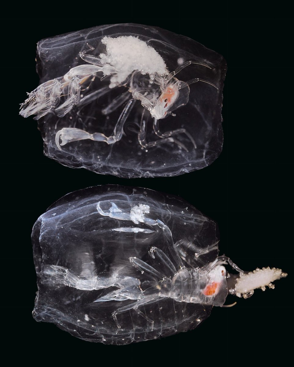Ну и мой любимец! Фронима (Phronima). Эта мразь известна своим уникальным и немного пугающим жизненным циклом, которая послужила вдохновением к фильму "Чужой", Ридли Скота. Самка фронимы нападает на сальп (желатиновых морских животных) или других студенистых планктонных существ,