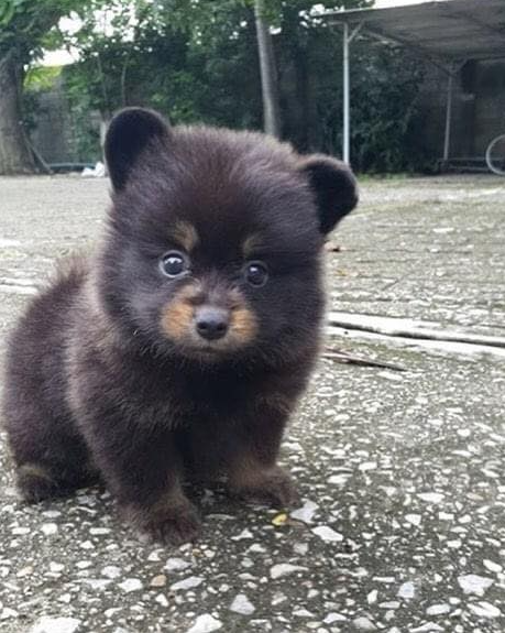 Tweets of Dogs tweet media