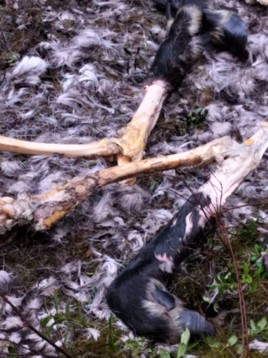 Käsitykseni mukaan tämä on ollut metsäpeura. Ilmoitin Lukeen ja ruokavirastoon. Porukat törmäsi tähän 3 km päässä totutustarhasta Ikaalisissa.