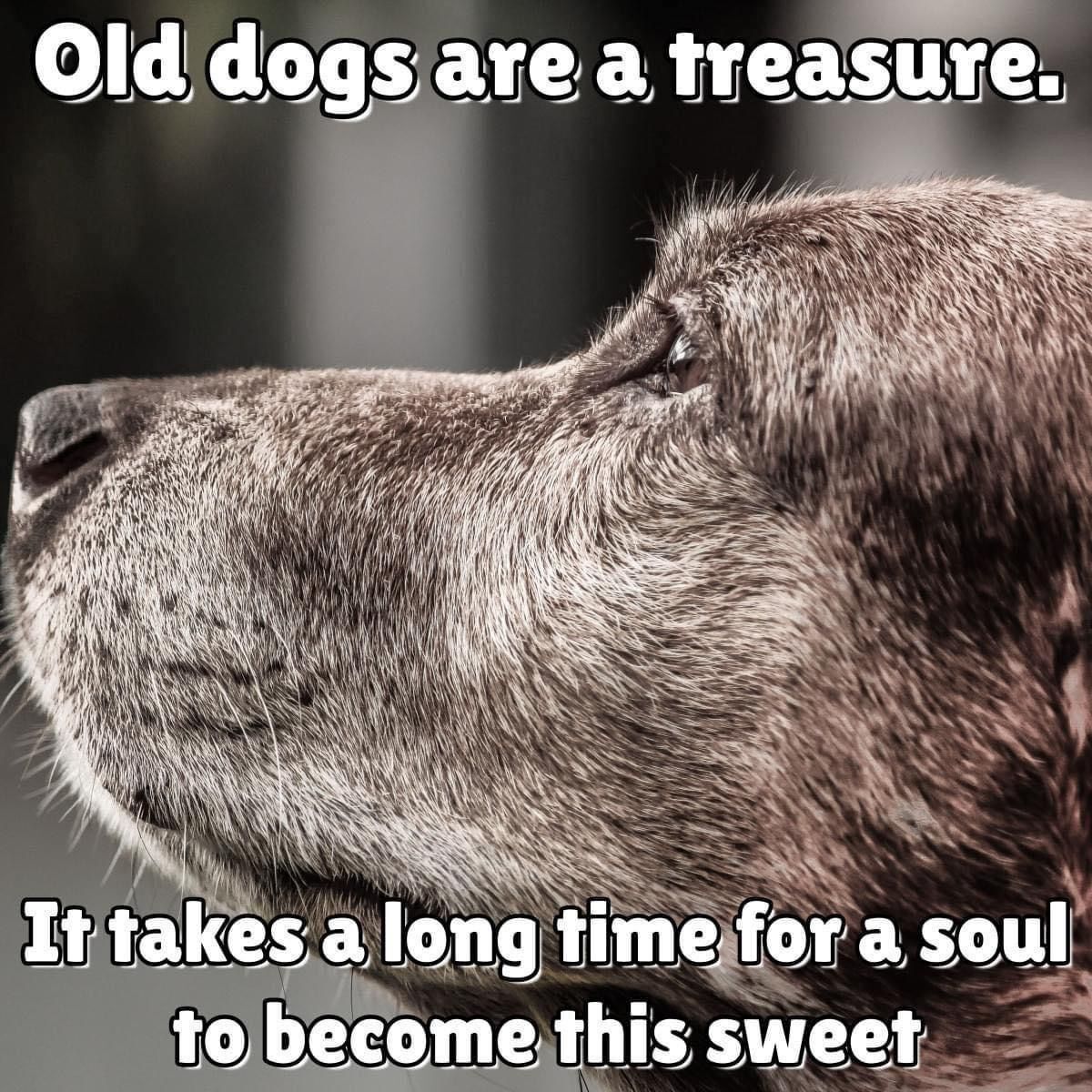 ShadowDogDesign's tweet photo. Old #dogs are a #treasure. It take a long time for a #soul to become this sweet.
#Dog #OldDogs #LoveYouForever #BestFriend #GoodDog #FaithfulFriend #LoveDogs #DogsAreLove https://t.co/UpmDWBOy0q