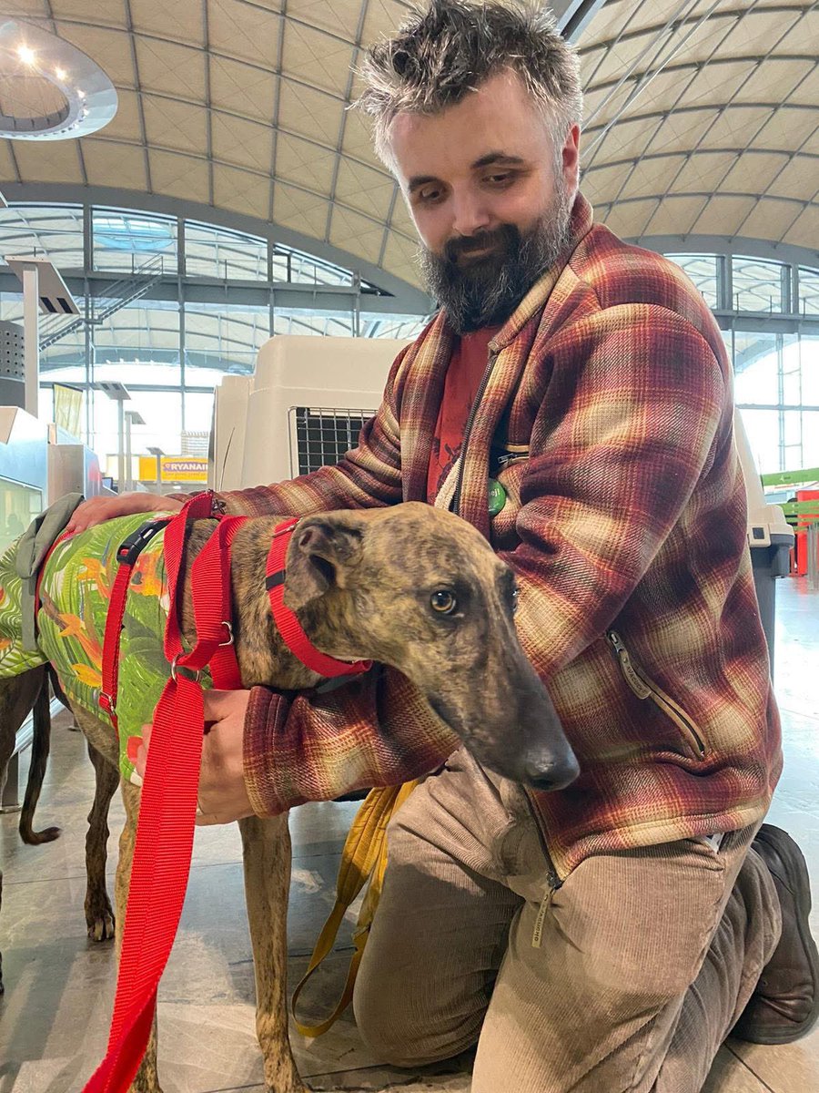 GalgosdelSol's tweet image. Junior has set off to Sweden. 
He’s looking a bit confused but soon he’ll know life is going to be fabulous. 
Thank you Louise &amp;amp; Trine for working so hard on adoptions. You ladies are amazing. 
Also a huge grassy ass to his adopter for flying over so quickly ✈️