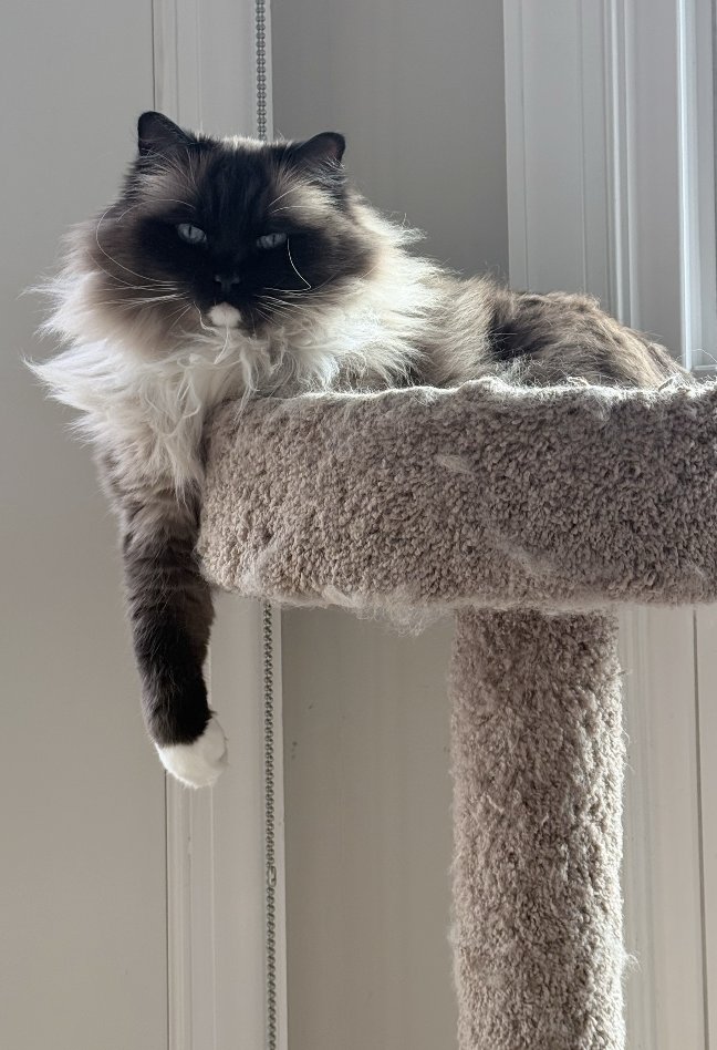 mattruby's tweet image. My sister just sent me photo of her cat giving 90&apos;s supermodel pose