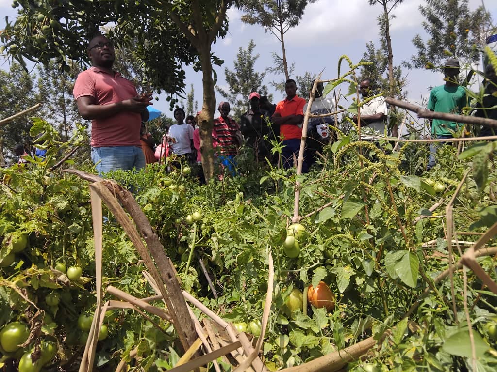 Umurenge wa Mareba - Akarere ka Bugesera tweet media