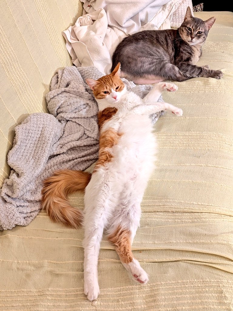 הננו היומי 😻 עם פיץ, חתולת הצ'יל ☺️