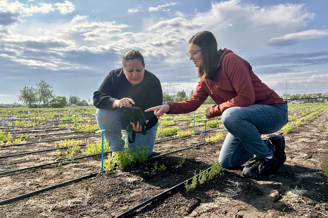 agbiousask's tweet photo. Shaping the next generation of lentils and faba beans: #USask researcher Dr. Ana Vargas is bringing fresh energy and perspectives to the development of some of Saskatchewan’s most important pulse crops.
#USaskResearch @CDC_USask 

Read more: https://t.co/hTkDSuRxLN https://t.co/40zPdTo6A8