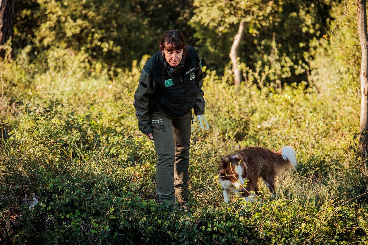 🔴 El Cos d’Agents Rurals, juntament amb altres cossos de seguretat, seguim treballant intensament per contenir la pesta porcina africana #PPA.

🔎Fem una recerca exhaustiva en les zones afectades, organitzada per quadrícules per garantir un control rigorós.

@Agriculturacat