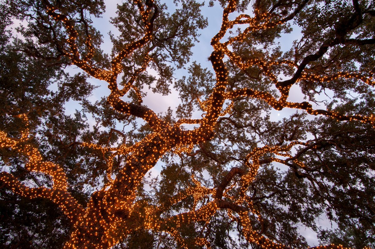 Wildflower Center tweet media