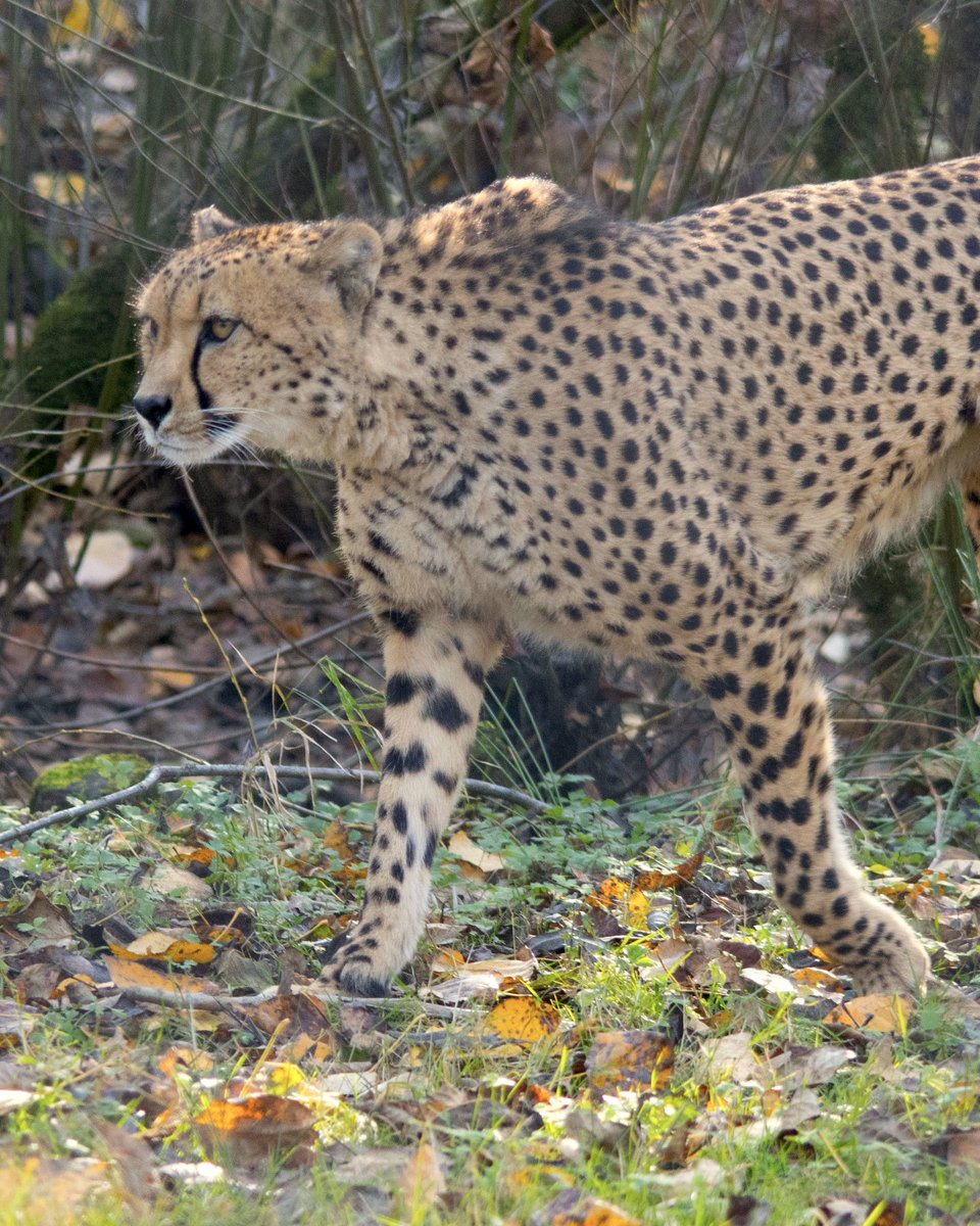 vancouverzoo tweet picture