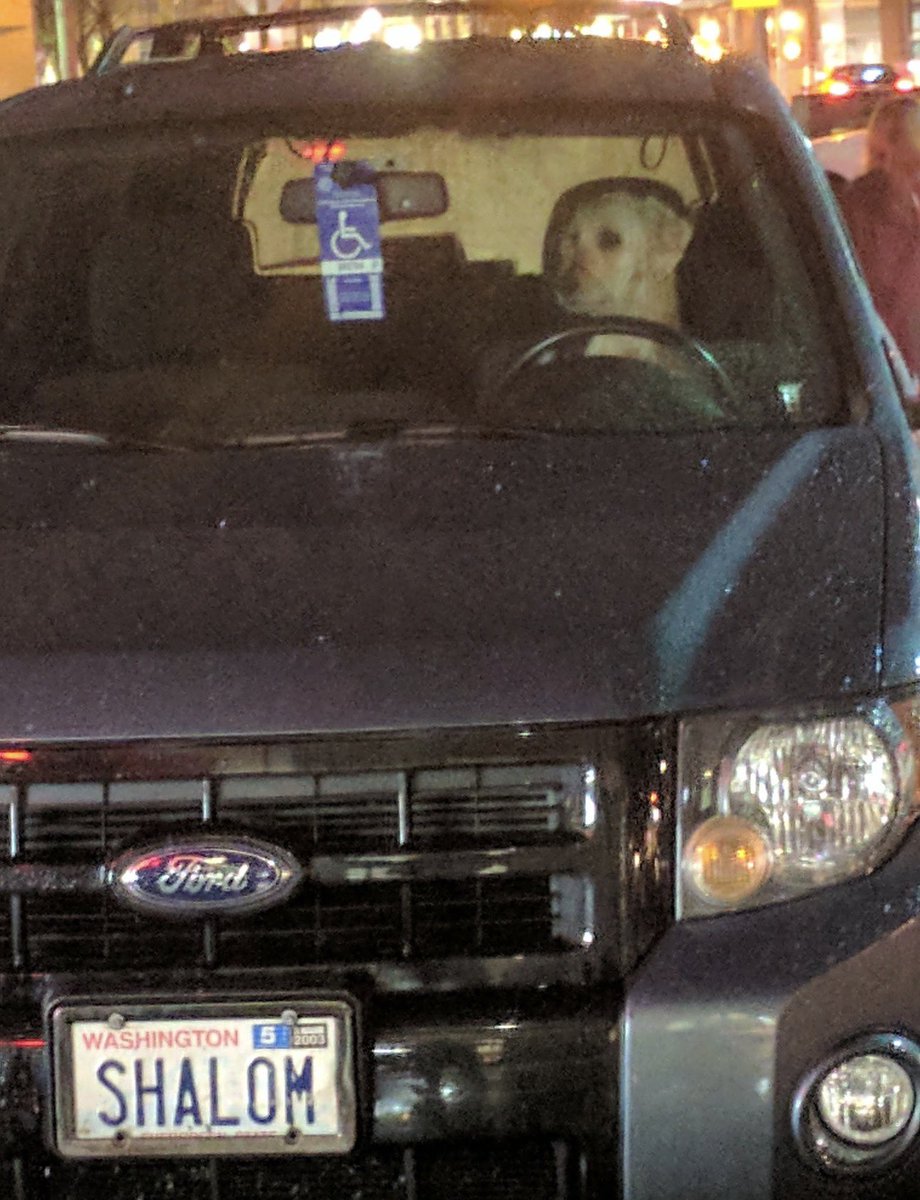 Mils1mLIVE's tweet photo. nice jewish dog sighting https://t.co/3Hz8UsyvRg